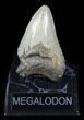 Bargain Megalodon Tooth - North Carolina #38685-2